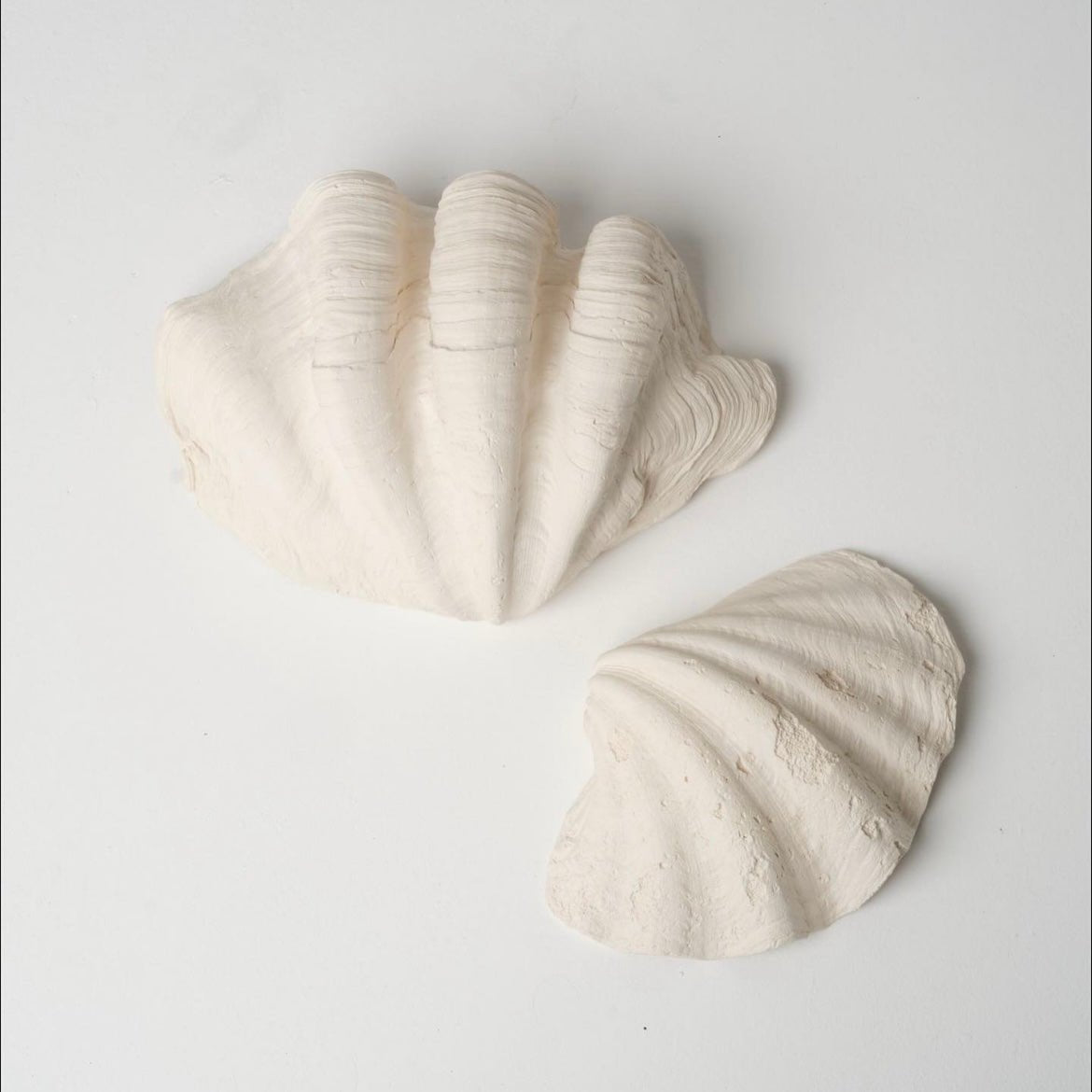 Applique Coquillage - Axel Chay - Design Contemporain - Maison Caldeira